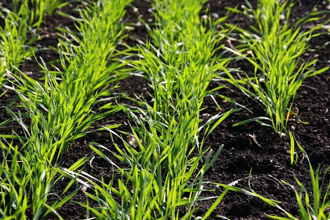 Озимые всходы пшеницы