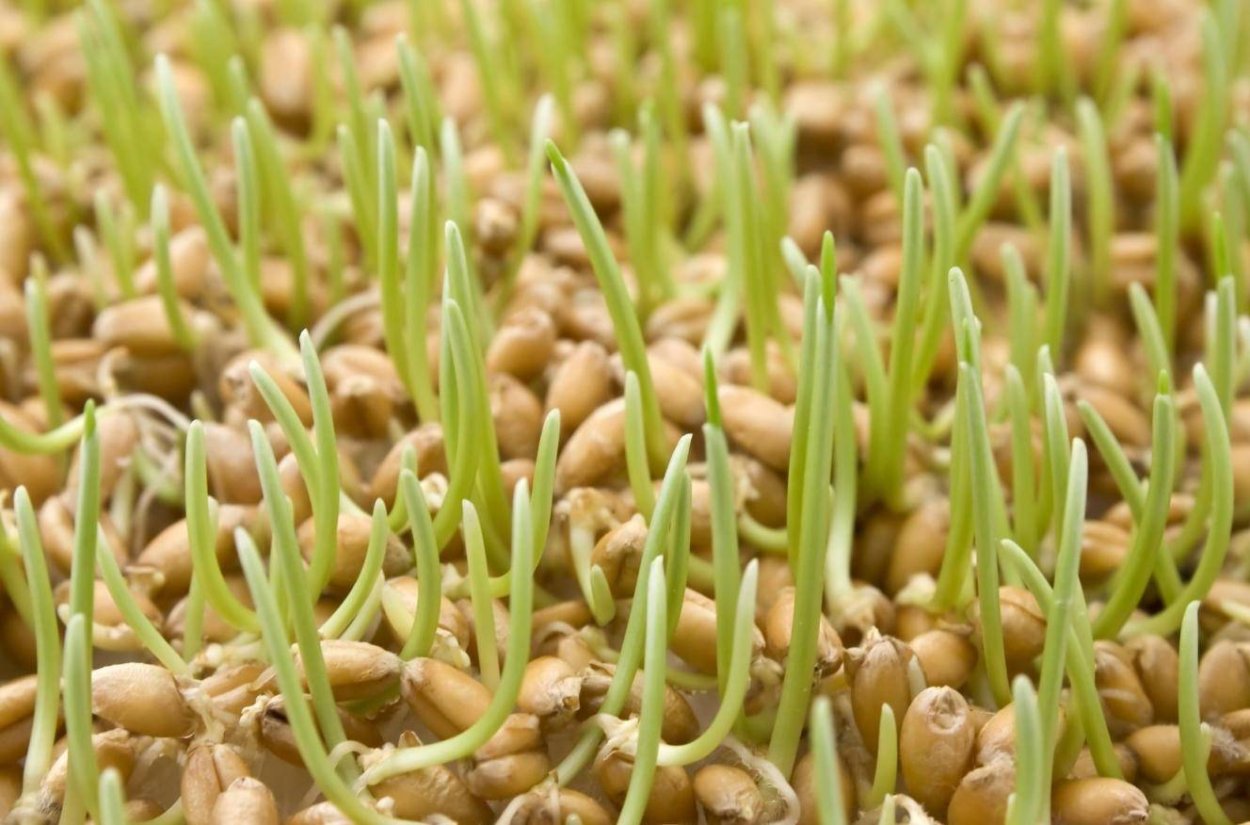 Ростки пророщенной пшеницы