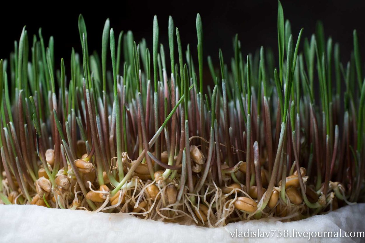 Проростки ржи