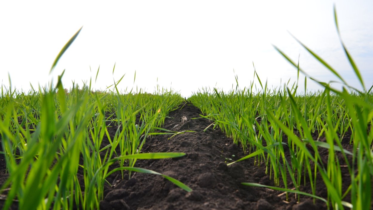 Озимые всходы пшеницы