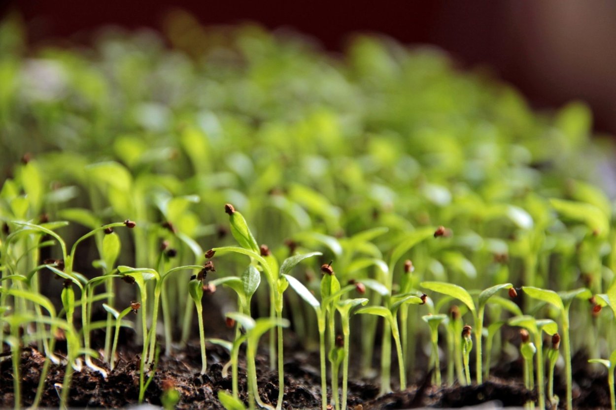 Ростки рассады