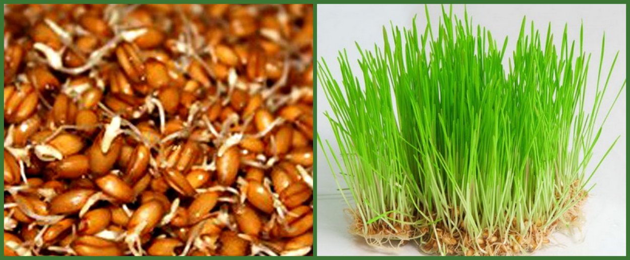 Ячмень микрозелень