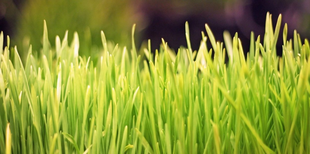 Ростки пророщенной пшеницы