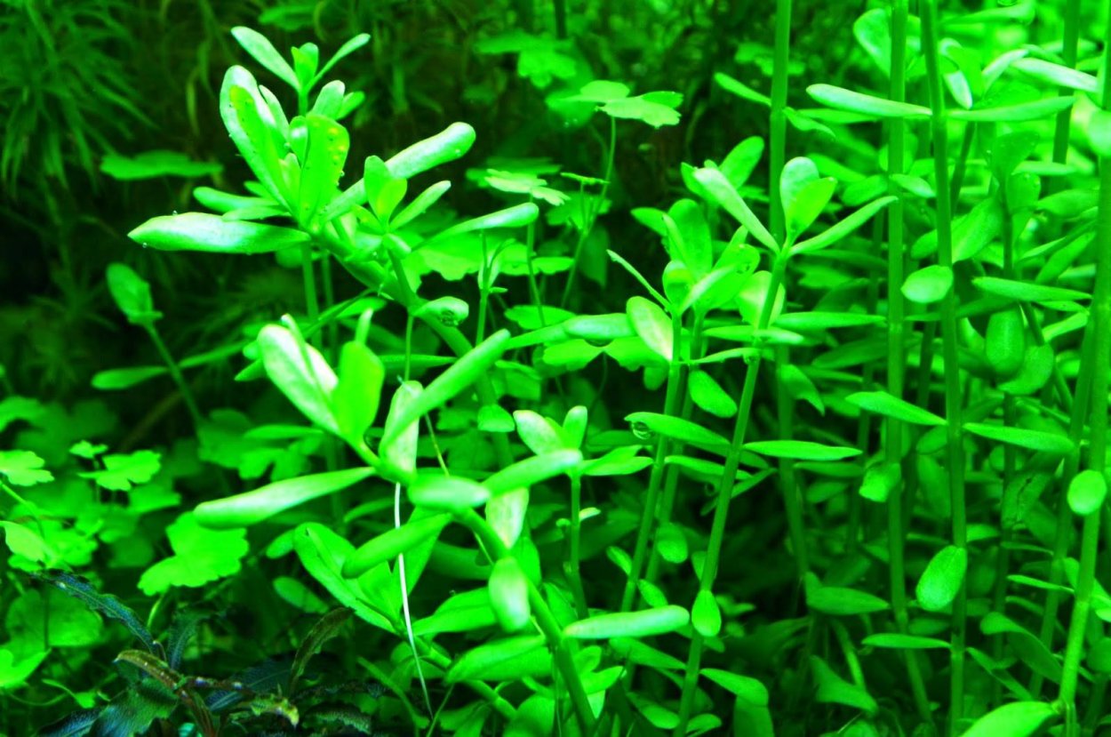 Бакопа австралийская