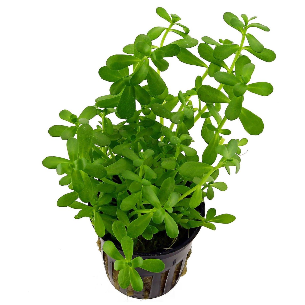 Бакопа Монье аквариумное