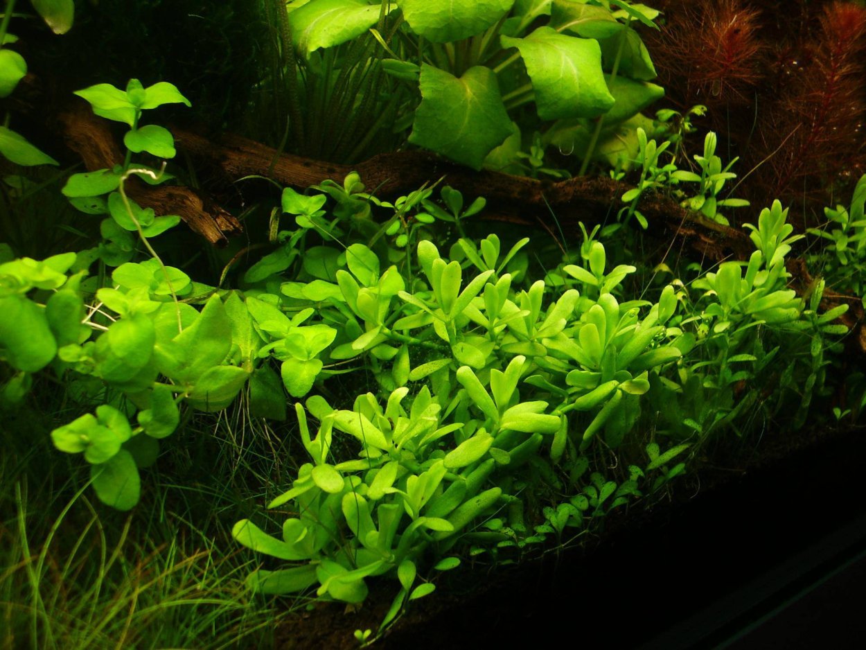 Бакопа австралийская