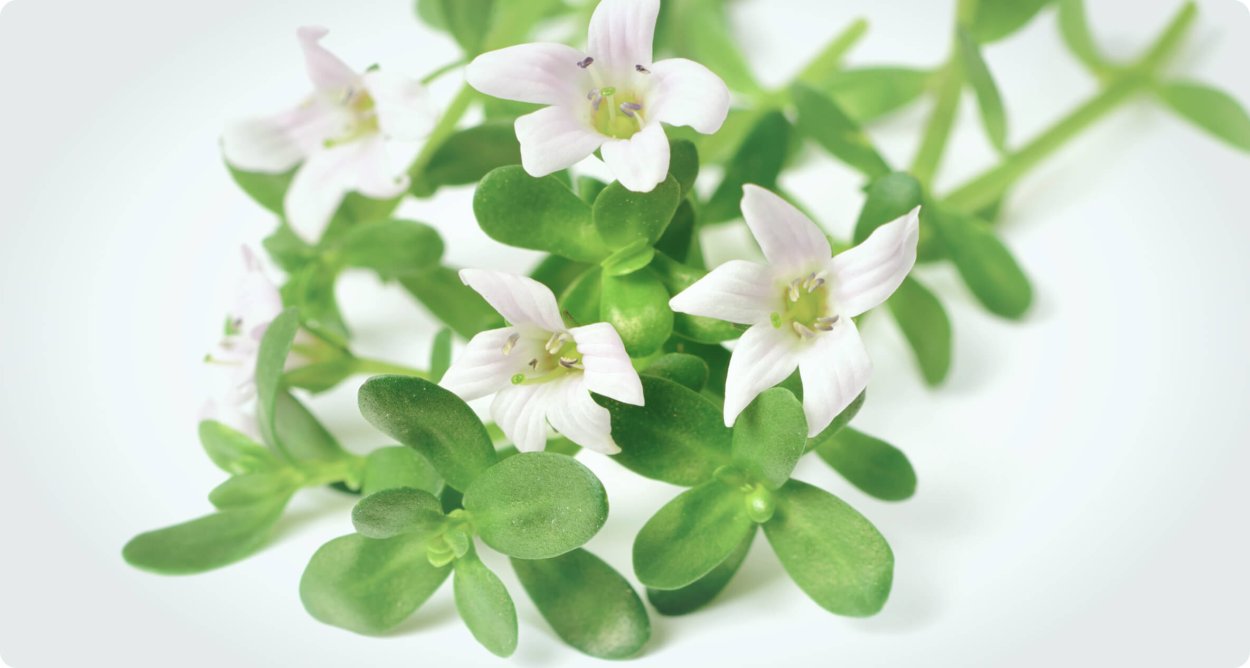 Бакопа суккулент