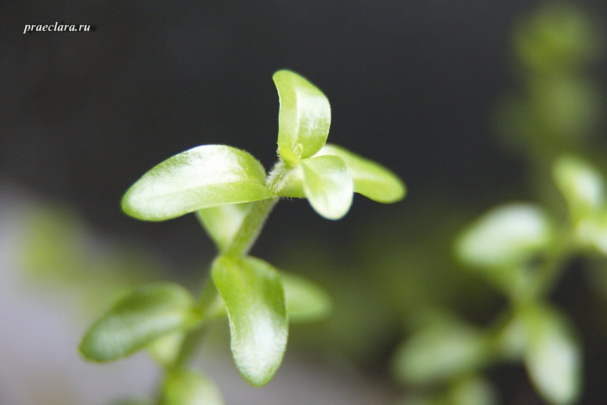 Bacopa caroliniana