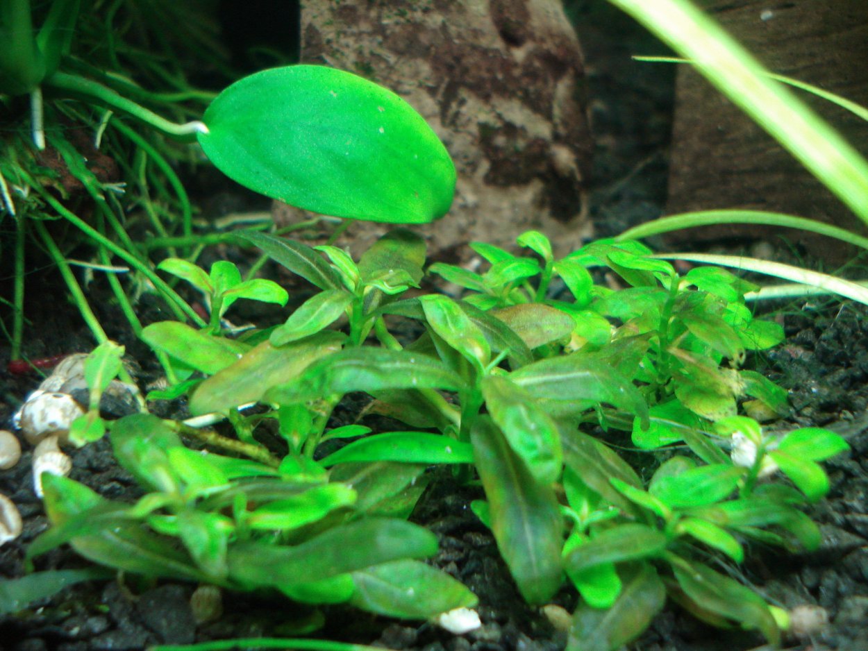 Бакопа в аюрведе