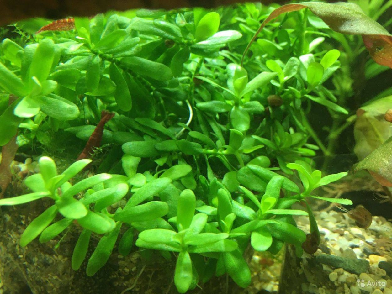 Хедиотис Зальцмана