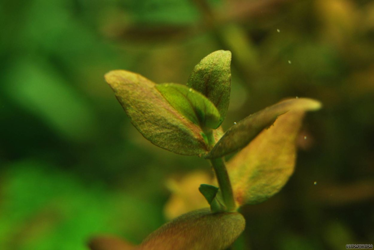 Bacopa SP. Salzmannii