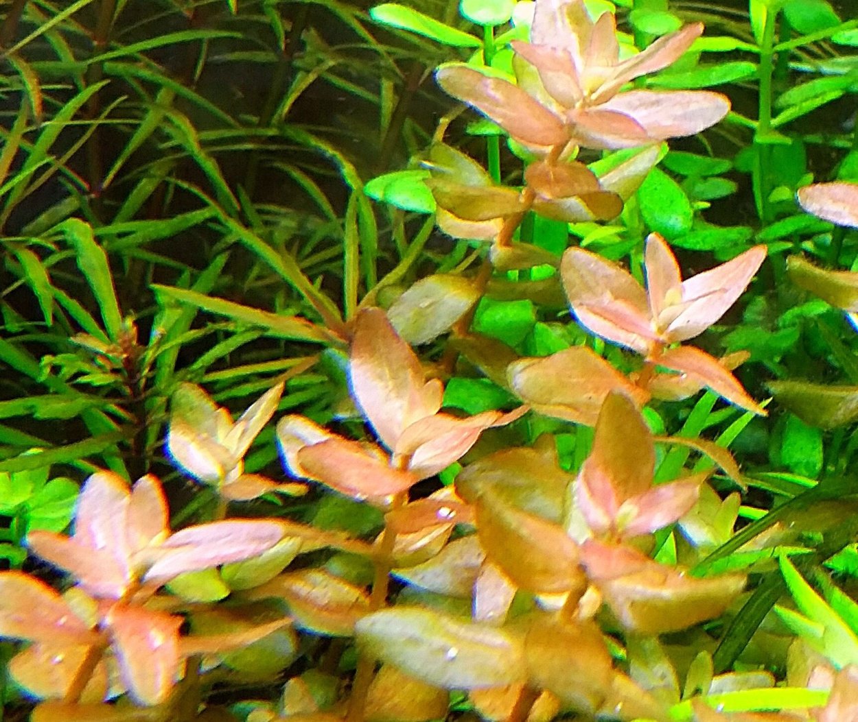 Зальцмана растение аквариумное