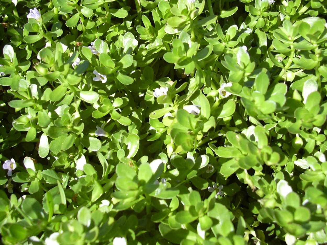 Бакопа Аустралис