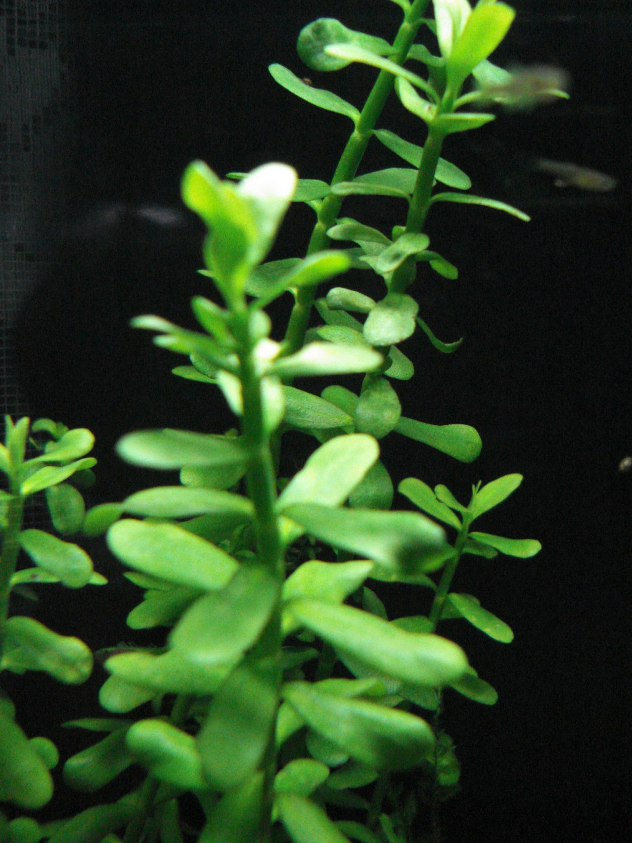 Бакопа Монье