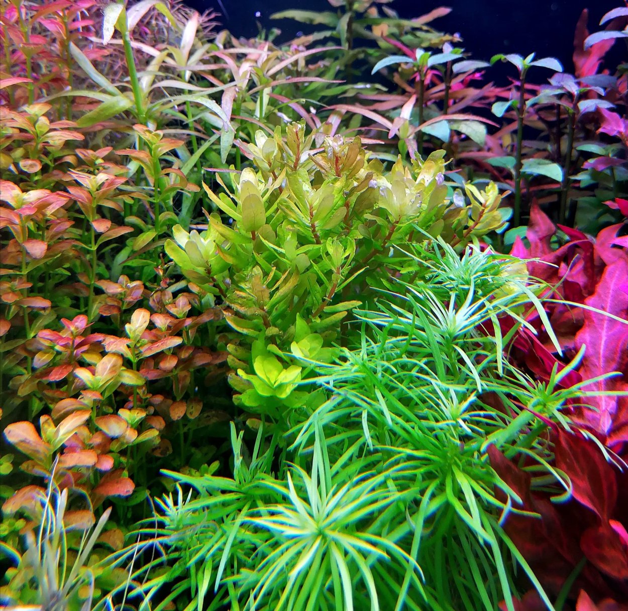 Людвигия диамонд