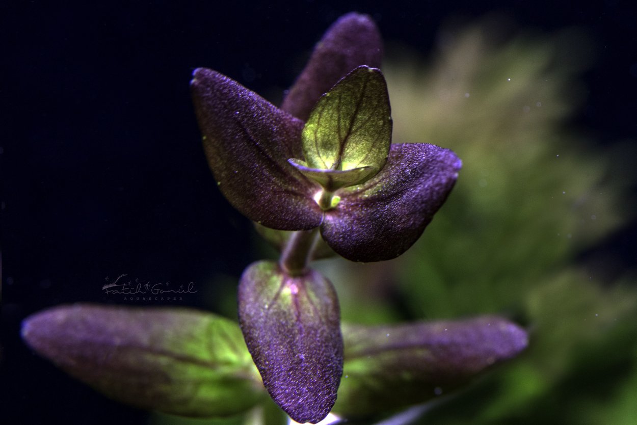 Бакопа Зальцмана (Bacopa SP. Salzmannii)