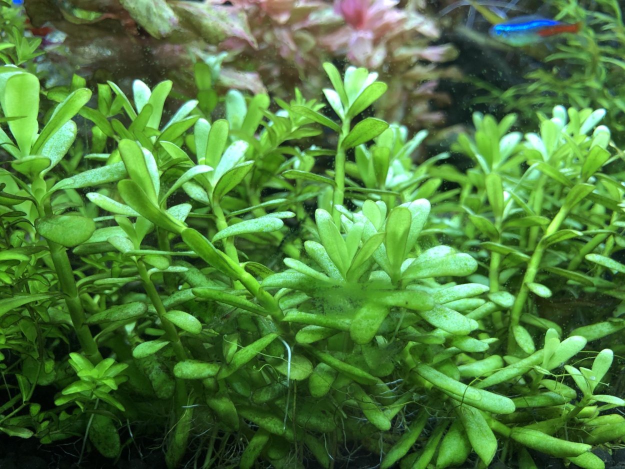 Хедиотис Зальцмана (Hedyotis salzmannii)