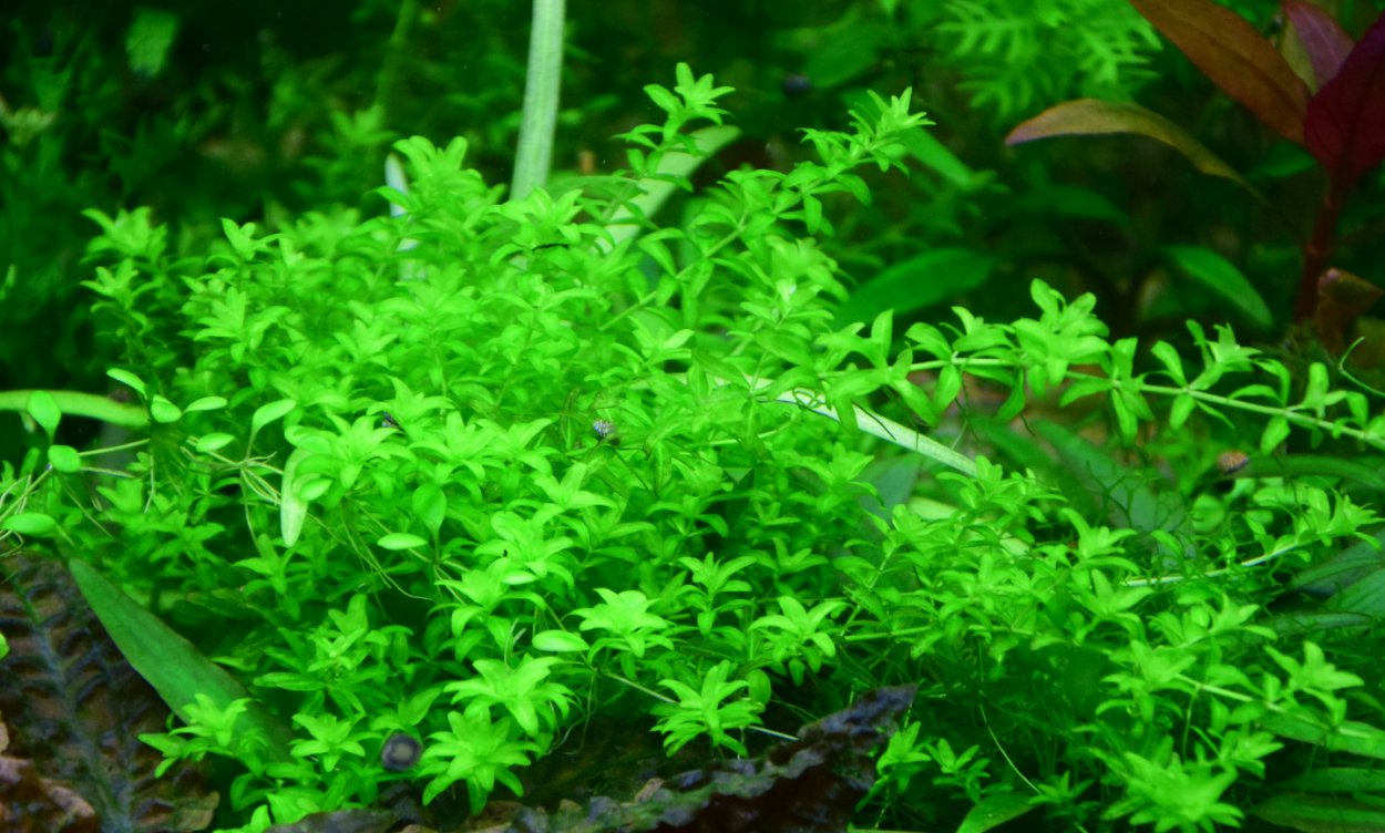 Хедиотис Зальцмана