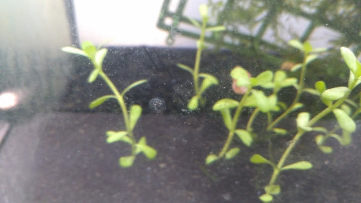 Бакопа Каролинская