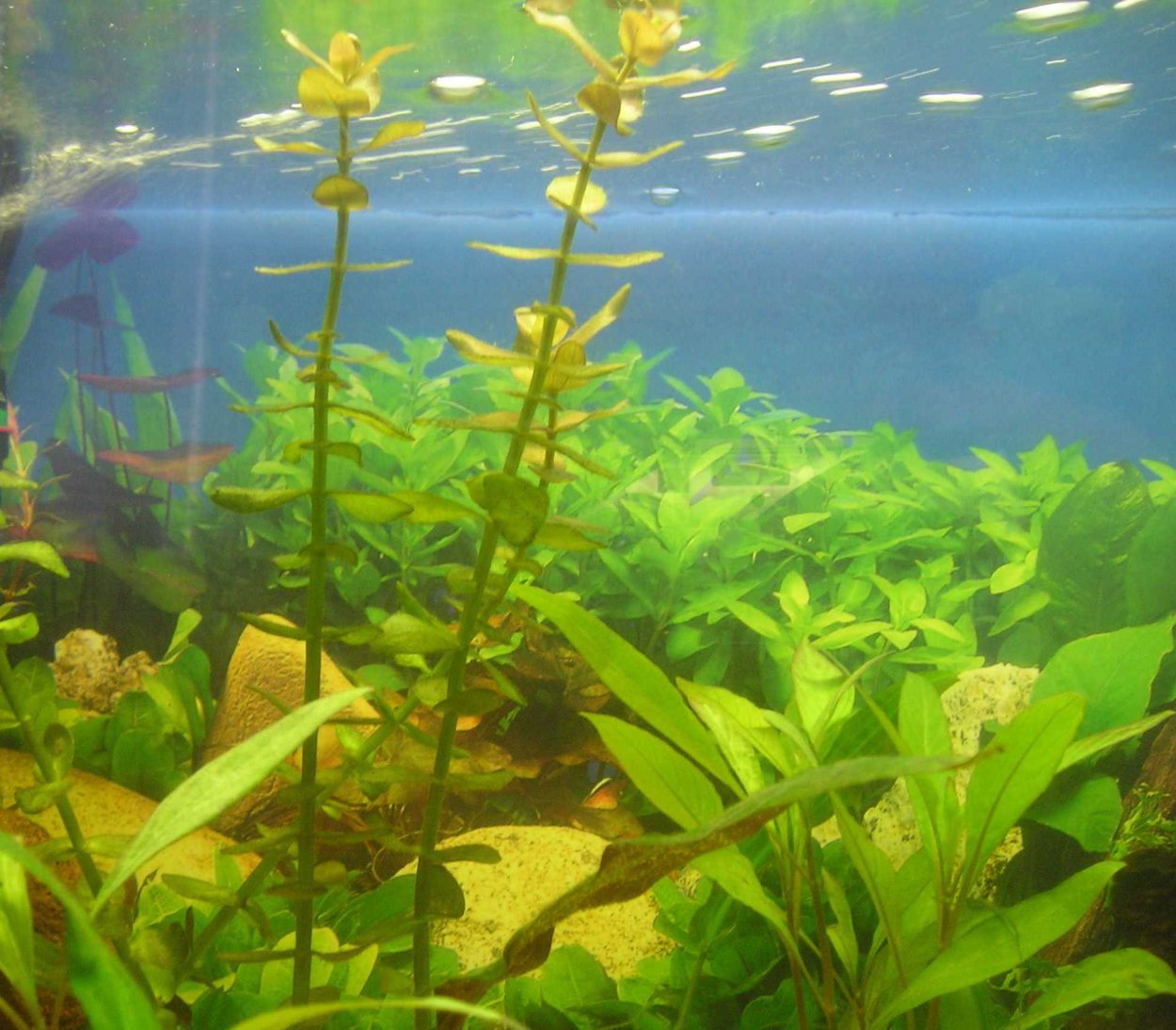 Бакопа Монье