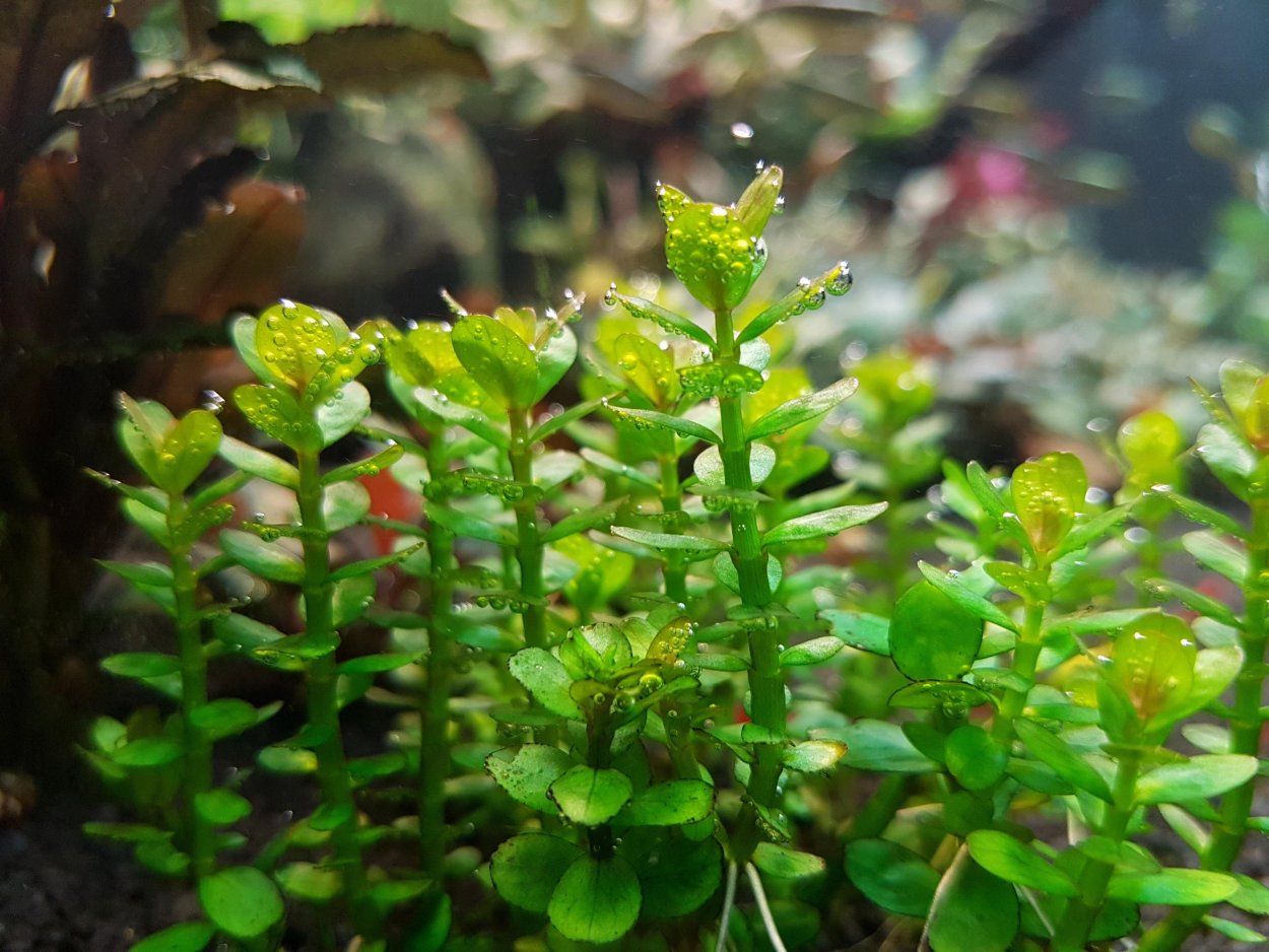 Погостемон ятабеанус