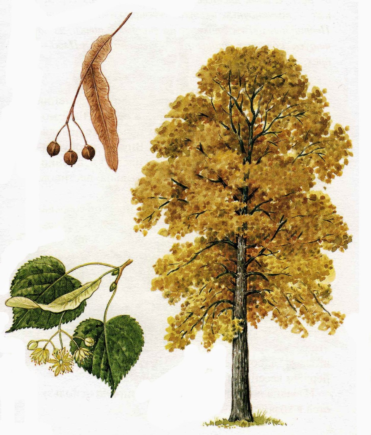 Ясень клен липа