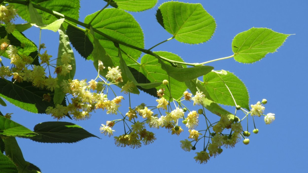 Соцветие липы