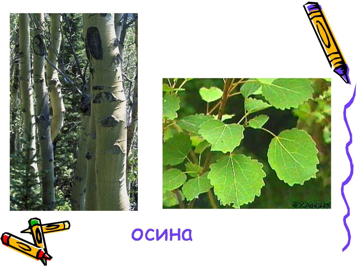 Тополь осина липа лиственные