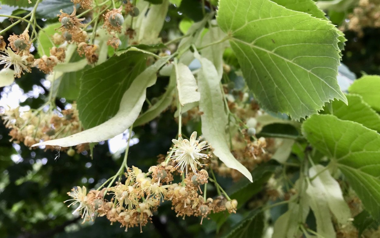 Липа виноградолистная