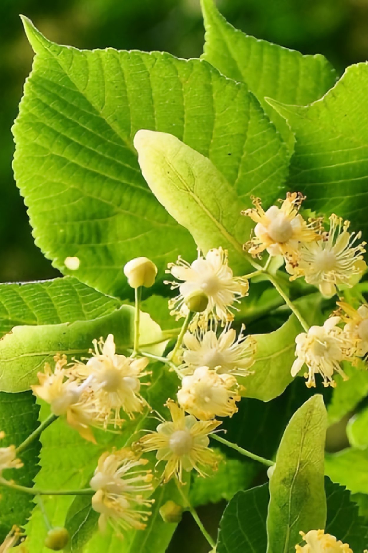 Липа сердцевидная медонос