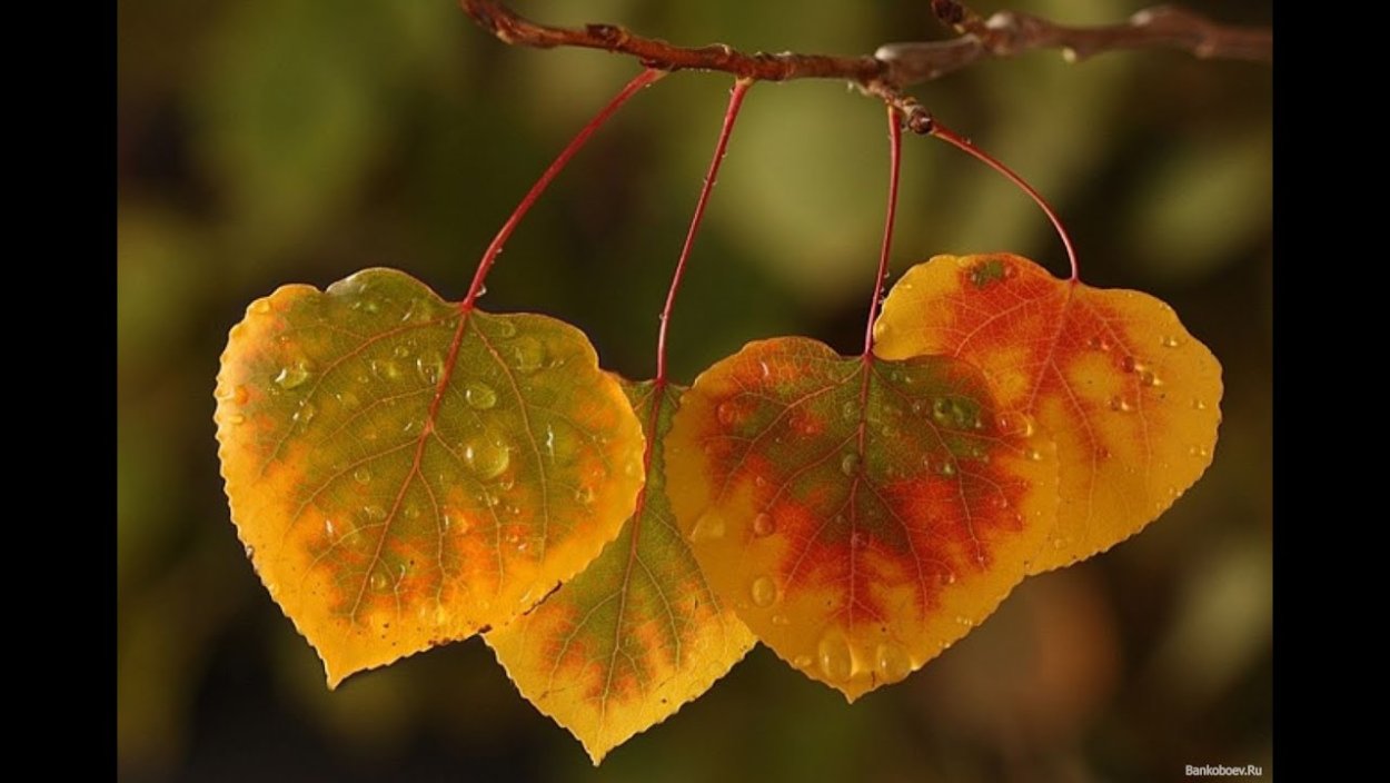 Лист липы осенью