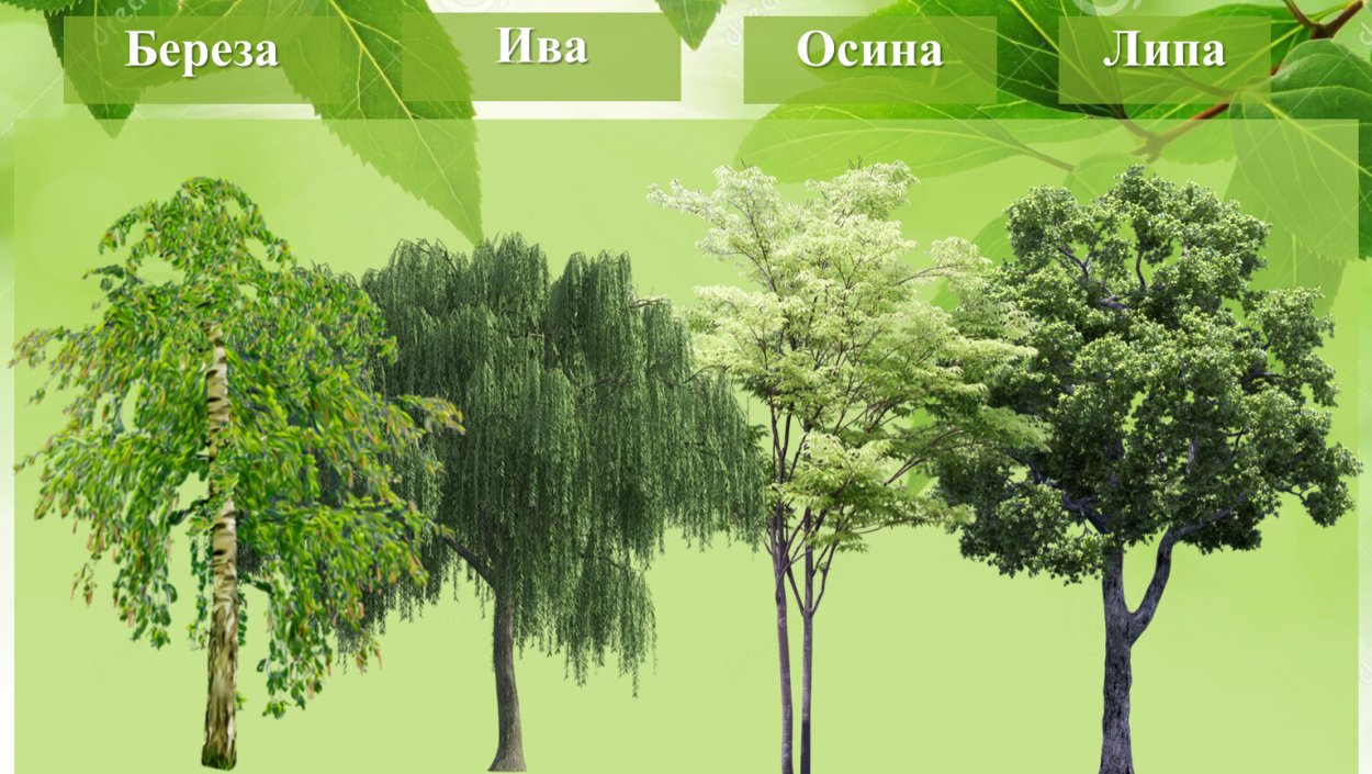 Осина береза липа