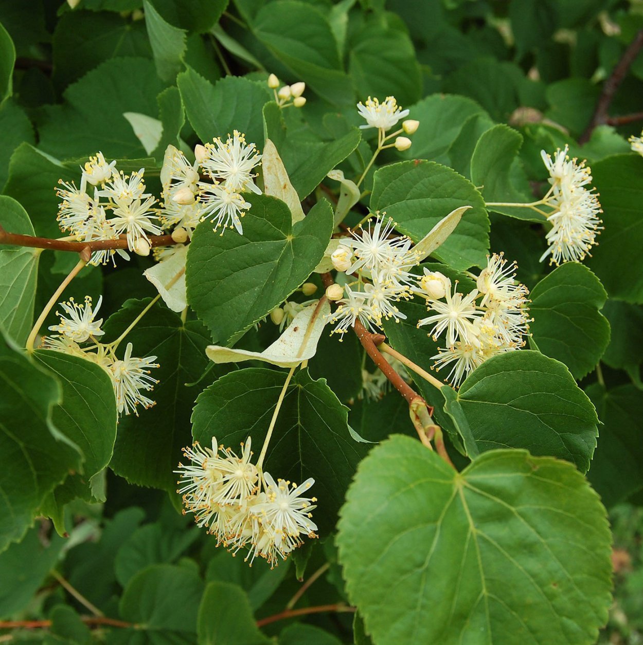 Липа Амурская – Tilia amurensis
