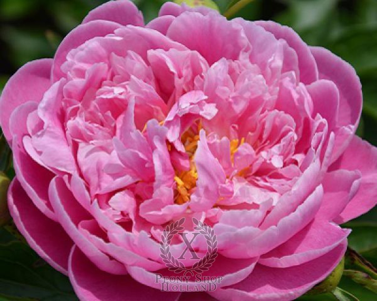 Пион пинк описание фото. Pink Lemonade пион. Пион Пинк Лемонейд Paeonia. Пион Пинк Дабл. Abalone Pearl пион.