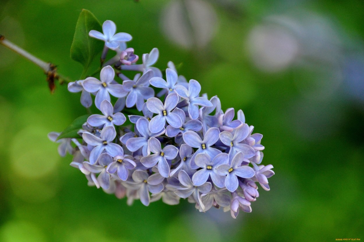 Голубая сирень голубая сирень