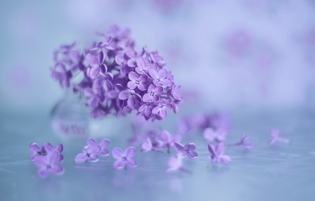 Нежные сиреневые цветы