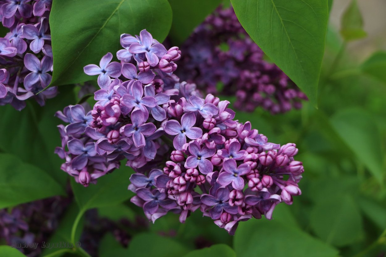 Сирень обыкновенная "ами Шотт"