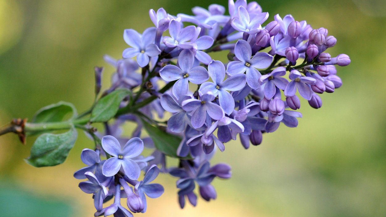 Цветущая ветка сирени