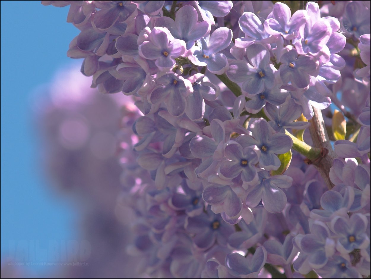 Сирень HD
