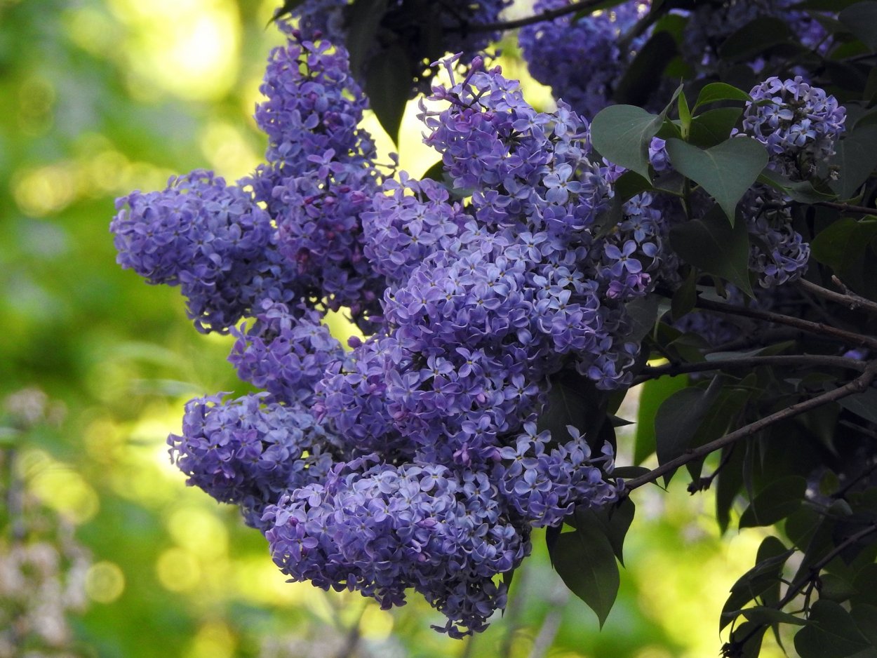 Сирень Емельян Ярославский