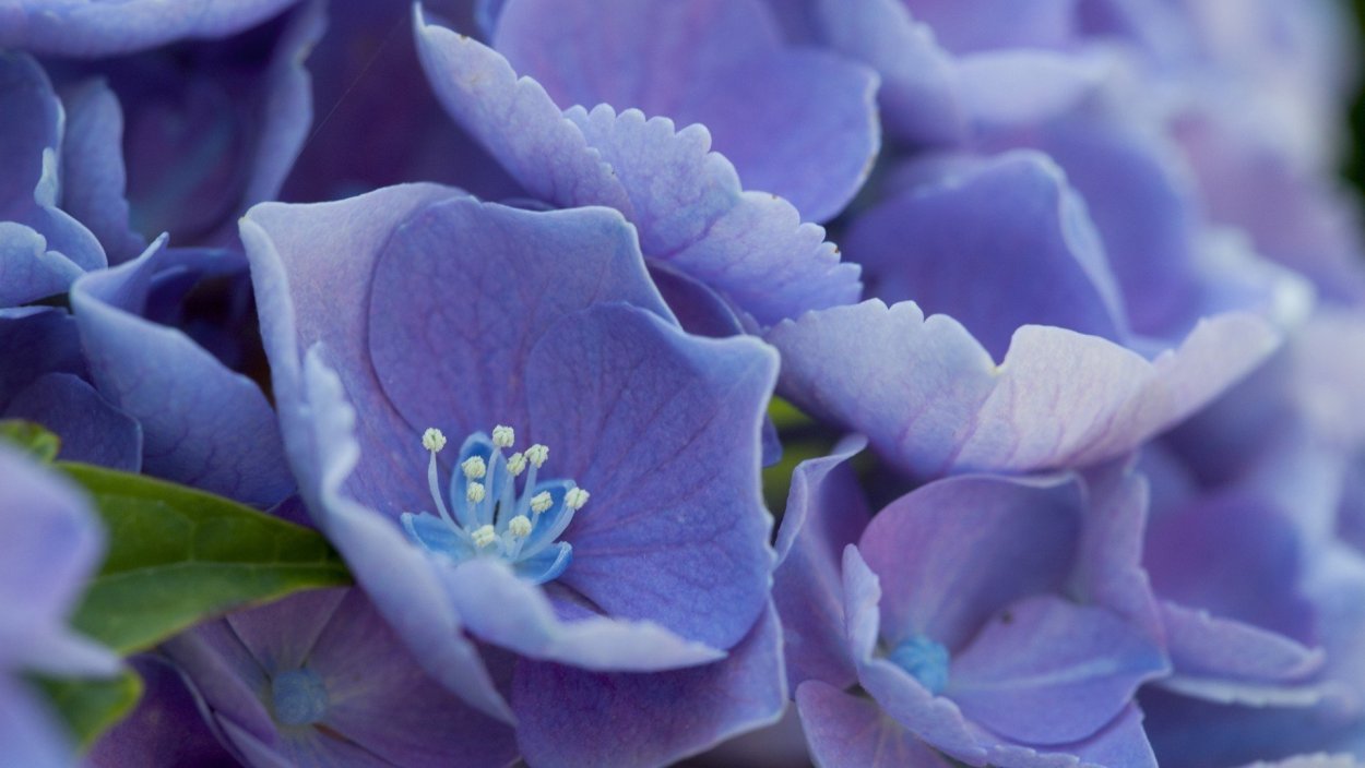 Голубые цветы