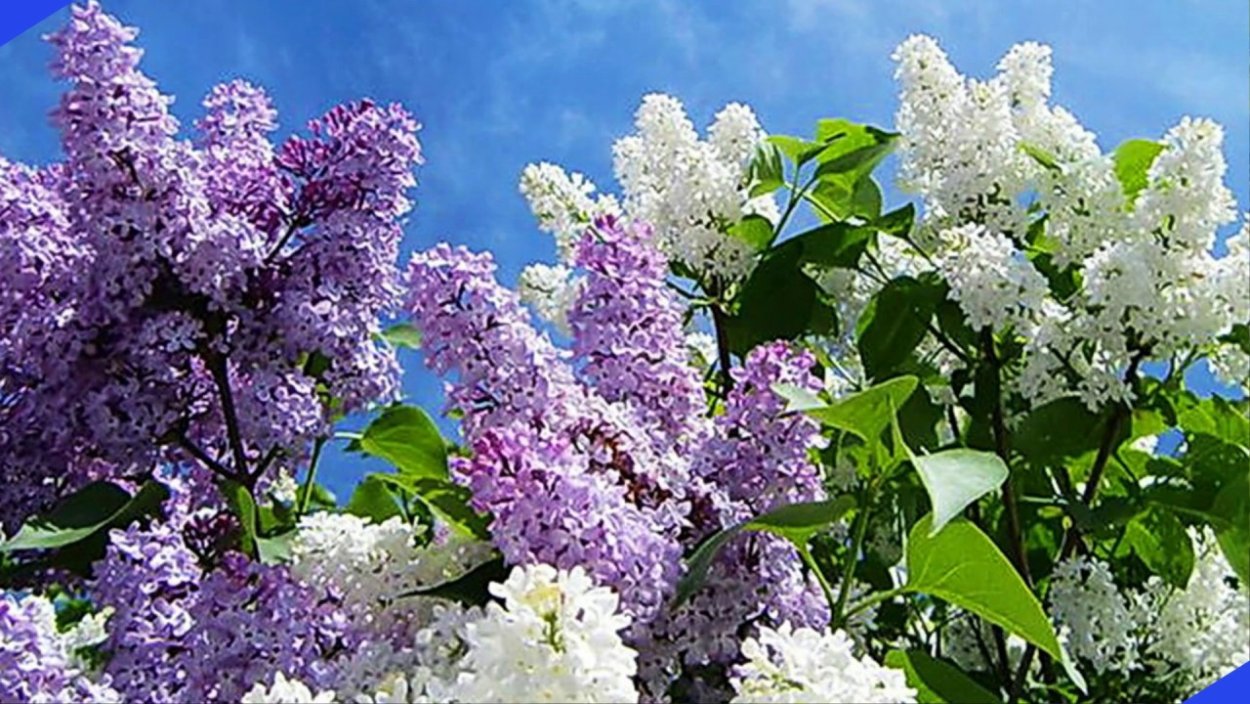 Цветет черемуха сирень