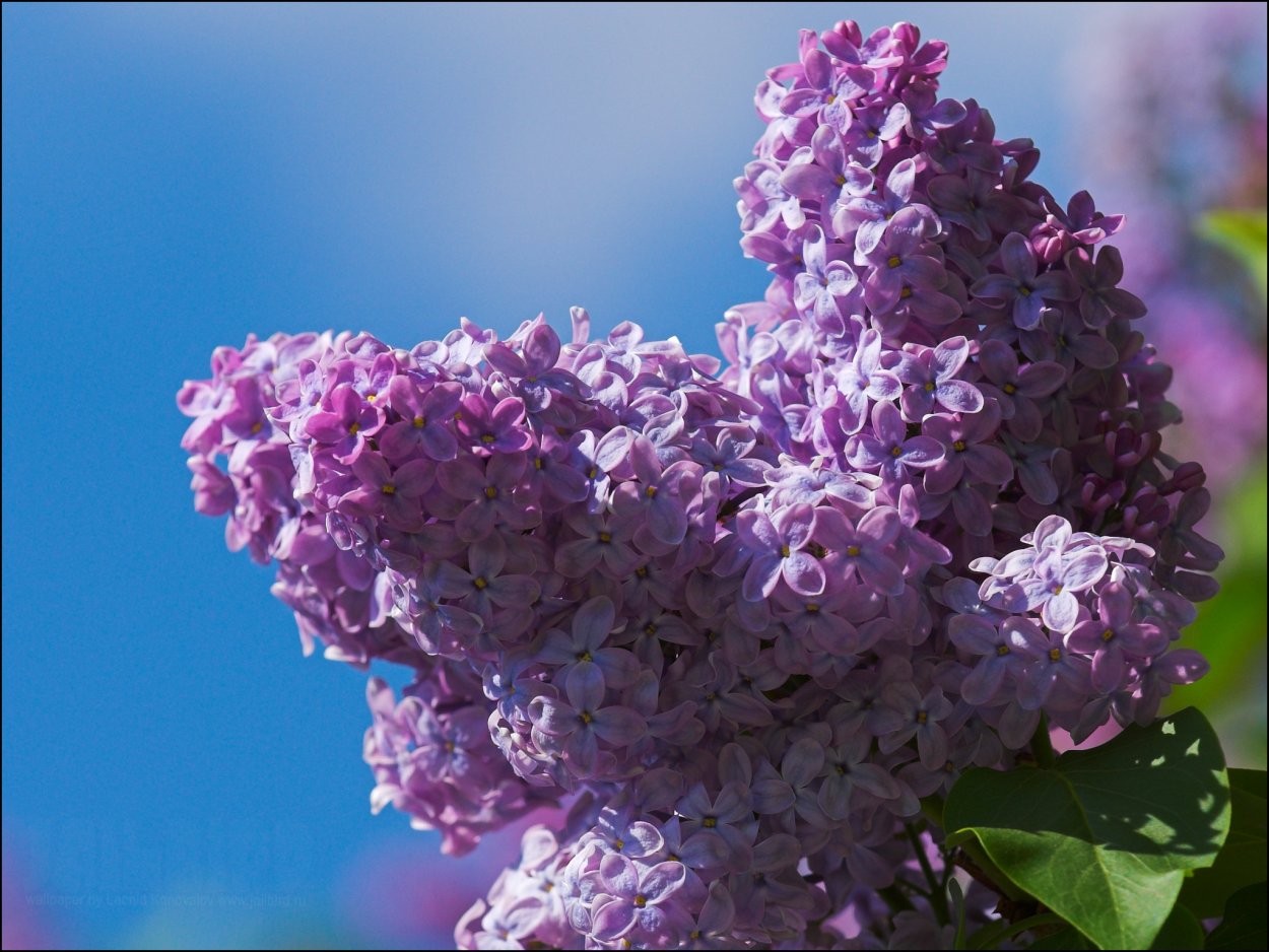 Сирень Артек