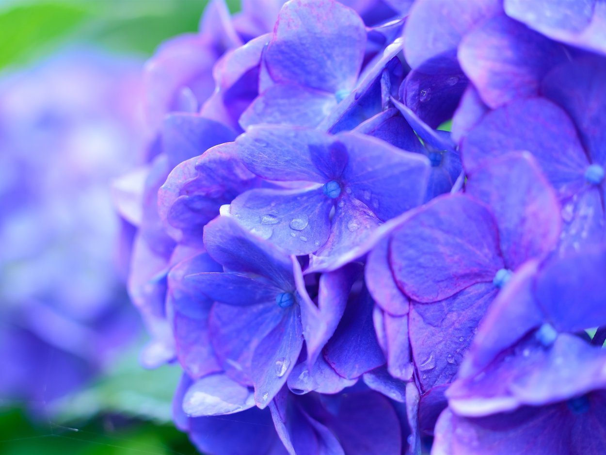 Гортензия Блю Вандер