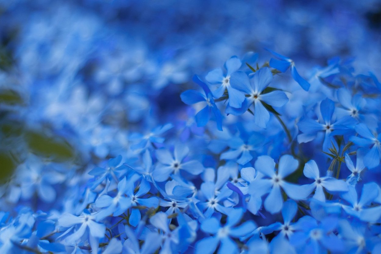 Цветочек голубой