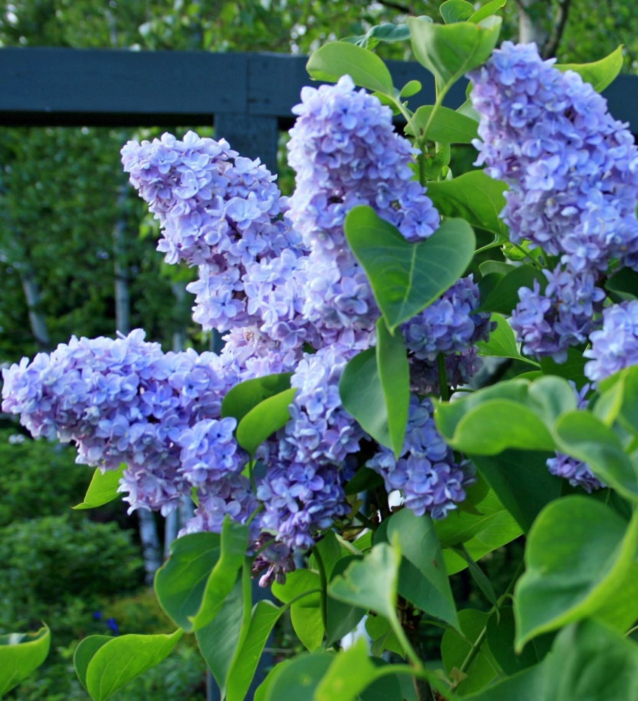 Сирень голубой Дунай