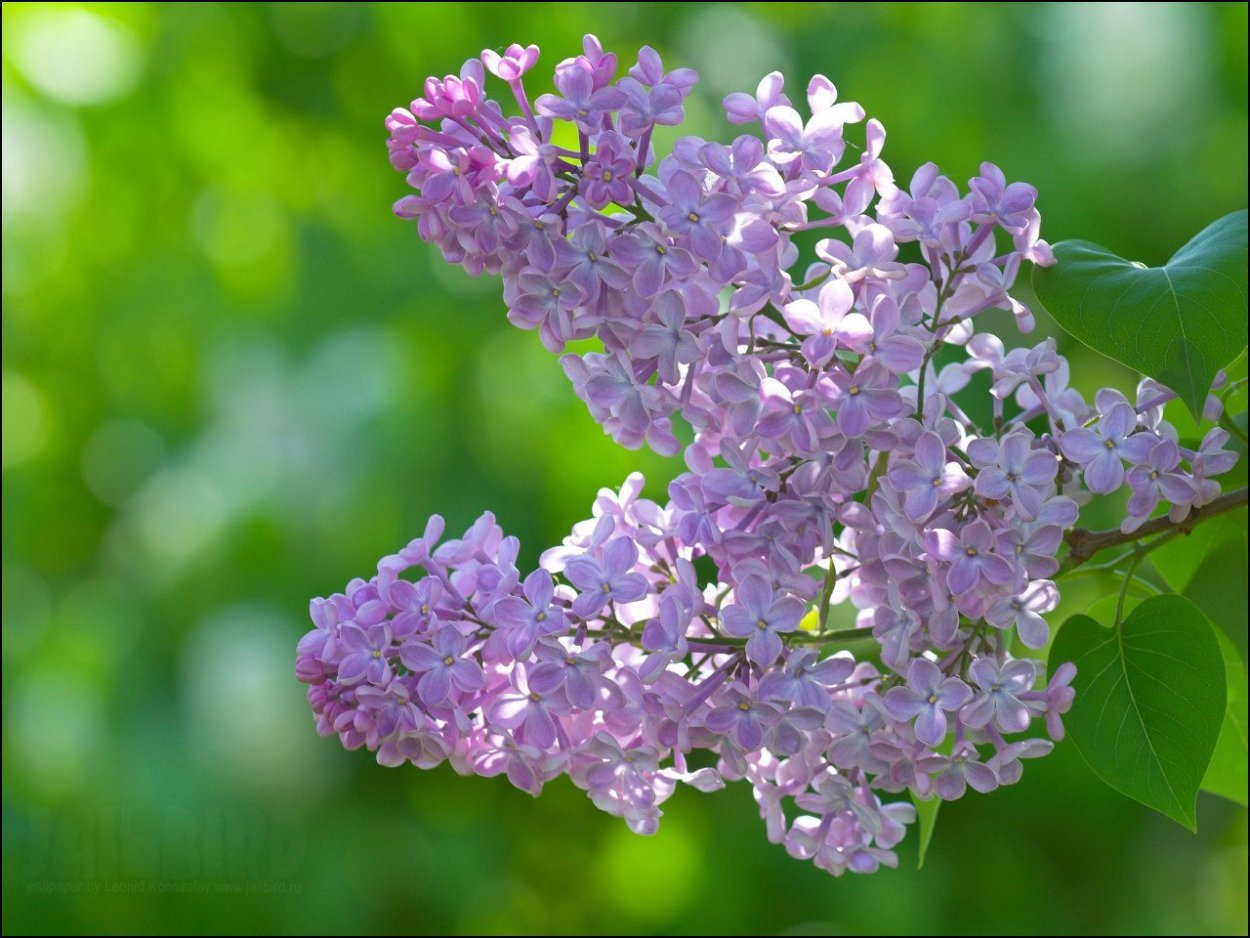 Зеленая сирень