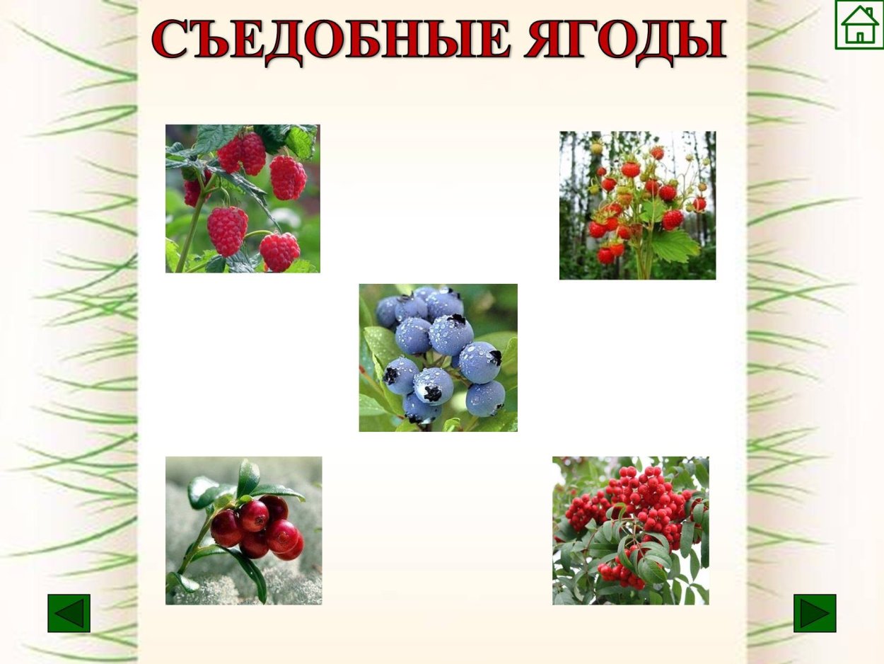 Съедобные ягоды