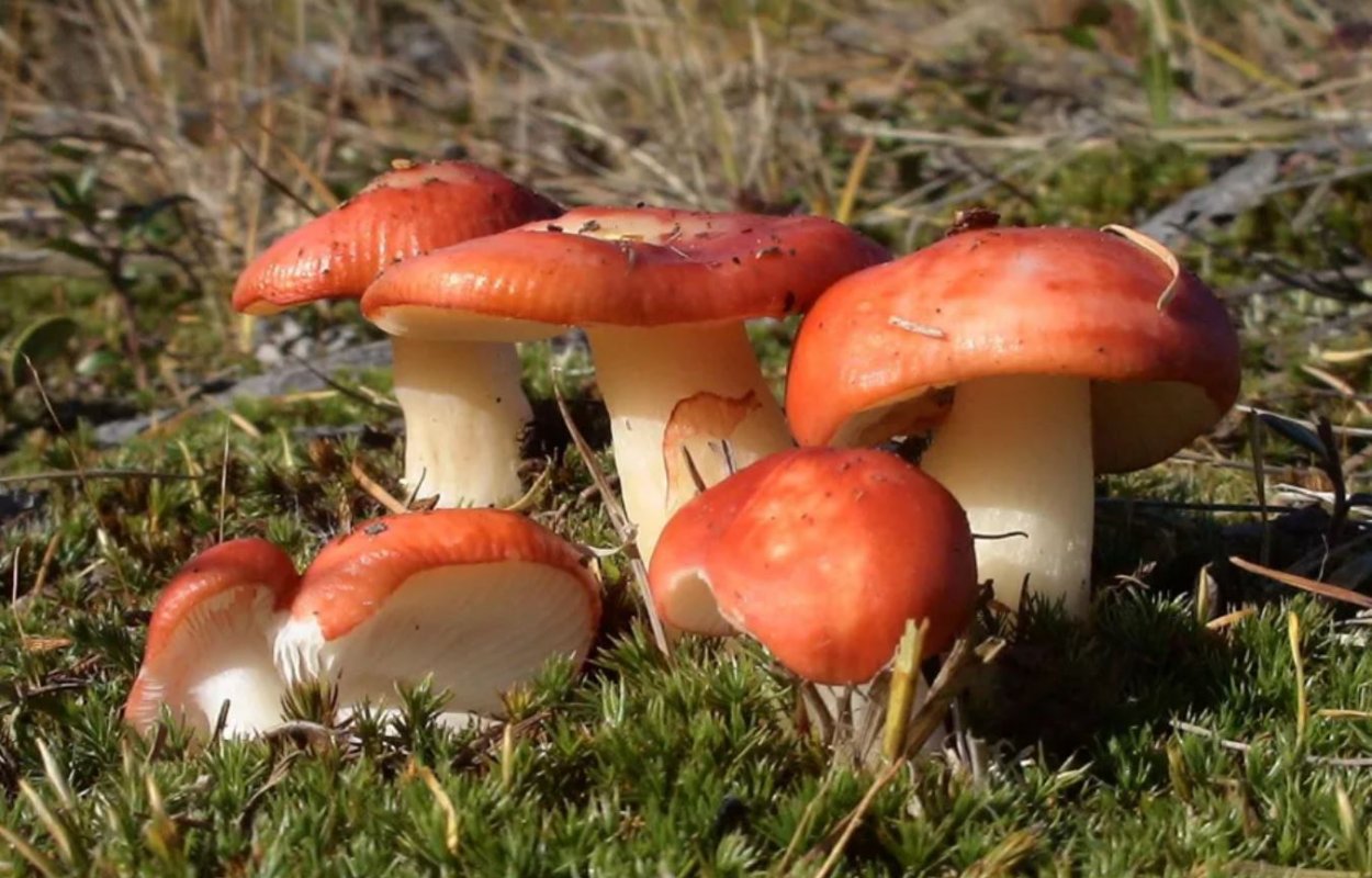 Russula Cessans