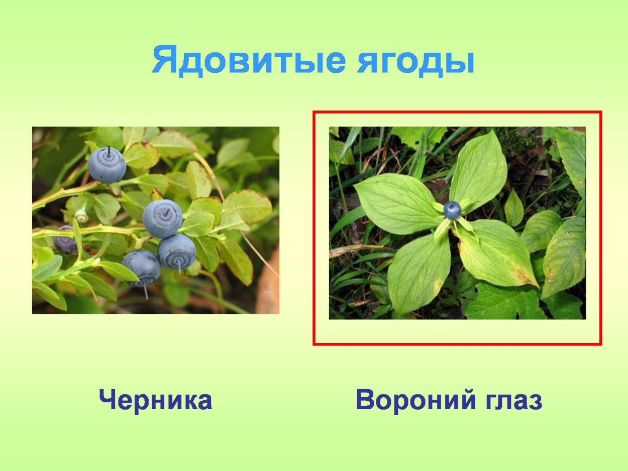 Ядовитые Лесные ягоды Вороний глаз